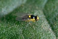 Leafminer.jpg